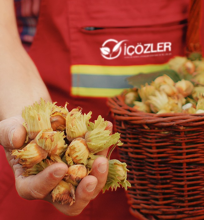 http://içözler%20tarım%20fındık