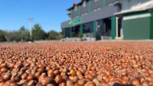 içözler fındık yatay